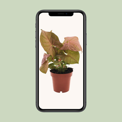 Syngonium 'Neon' (Aronskelkplant) - Ø 12 cm - ↑ 25 cm