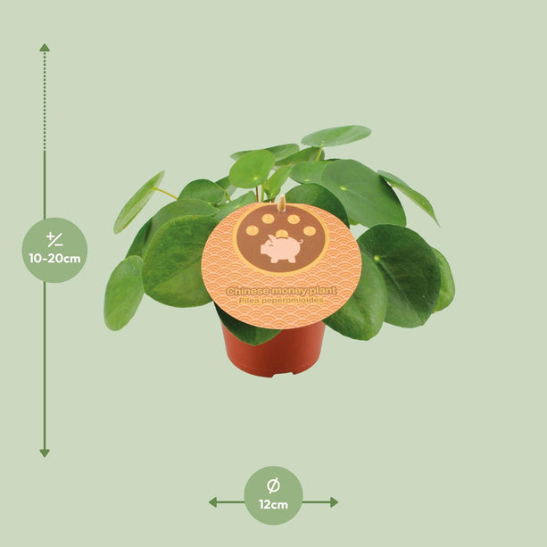 Pilea Peperomioides - Pannenkoekplant - Ø 12 cm - ↑ 20 cm