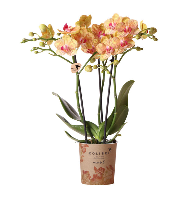 Kolibri Orchids | oranje Phalaenopsis orchidee potmaat Ø9cm | bloeiende kamerplant - vers van de kweker