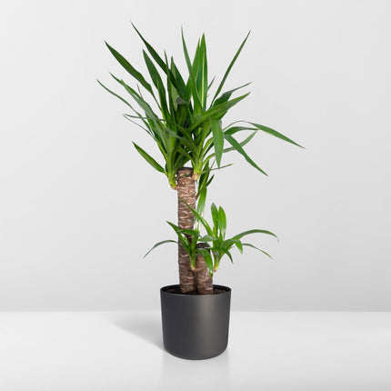 Yucca elephantipes (Palmlelie) - Ø 17 cm - ↑ 85 cm