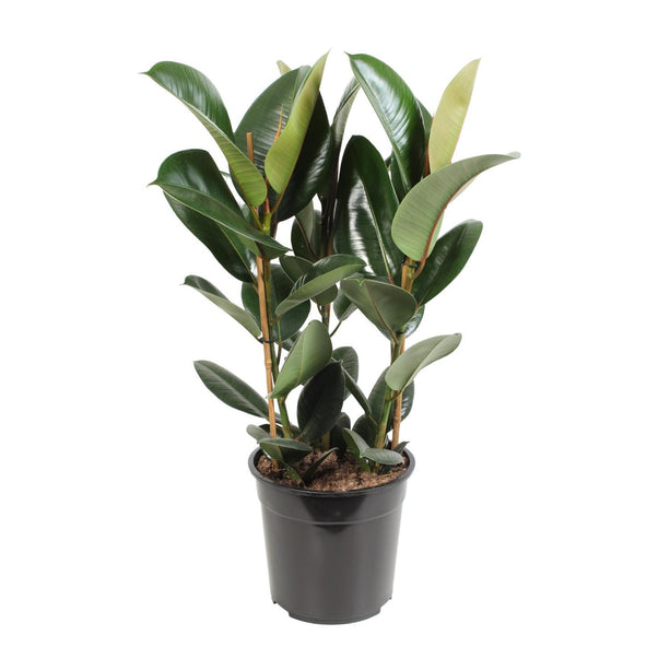 Ficus elastica Burgundy (Rubberplant) - Ø 24 cm - ↑ 100 cm