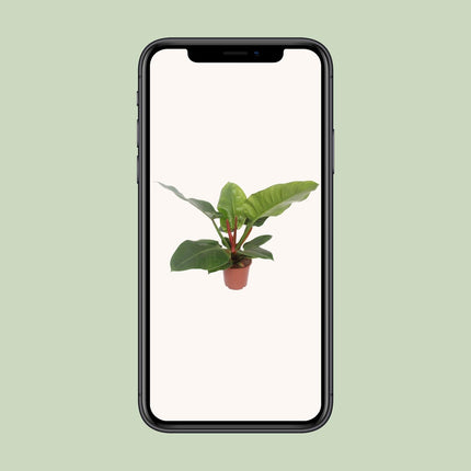 Philodendron Imperial Green - Aronskelkplant - Ø 17 cm - ↑ 60 cm