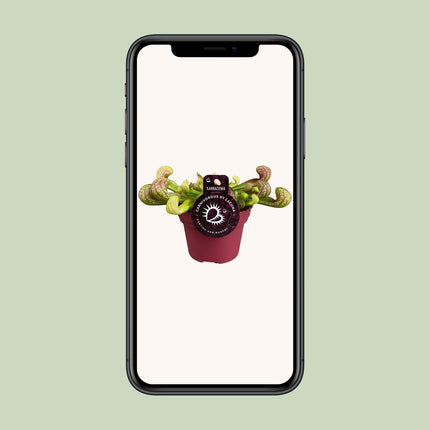 Sarracenia 'Psittacina' (Bekerplant) - Ø 12 cm - ↑ 13 cm