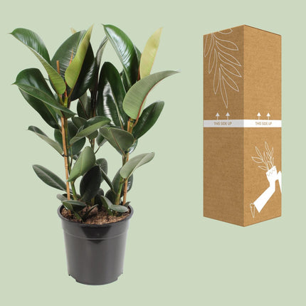 Ficus elastica Burgundy (Rubberplant) - Ø 24 cm - ↑ 100 cm