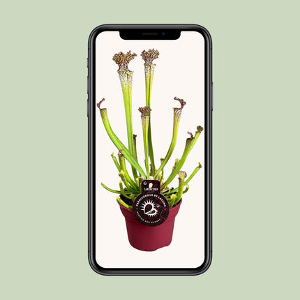 Sarracenia 'Farnhamii' (Bekerplant) - Ø 12 cm - ↑ 40 cm