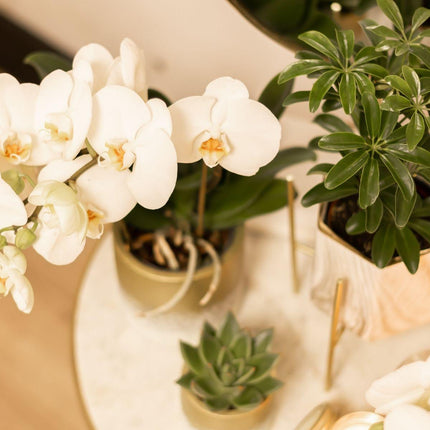 Kolibri Home | Plantenstandaard - Gouden metalen planten verhoging - Ø 12 cm