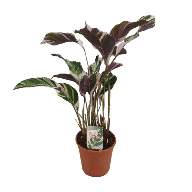 Calathea Fusion White Basic (Pauwenplant) ↑ 40 cm