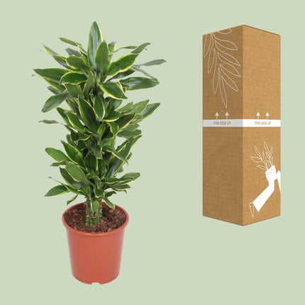 Dracaena golden coast (Drakenbloedboom) - Ø 27 cm - ↑ 110 cm