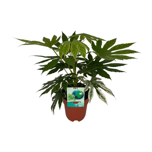 Fatsia japonica Variegata (Vingerplant) - Ø 19 cm - ↑ 60 cm