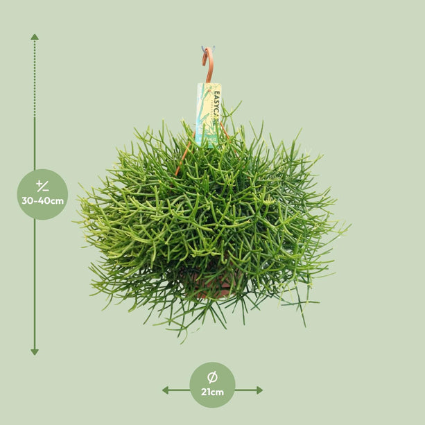 Rhipsalis Heteroclada (Koraalcactus) ↑ 40 cm - Hangplant