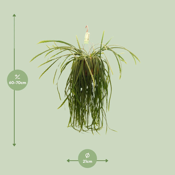 Lepismium Bolivianum - Hangplant - Ø 21 cm - ↑ 70 cm