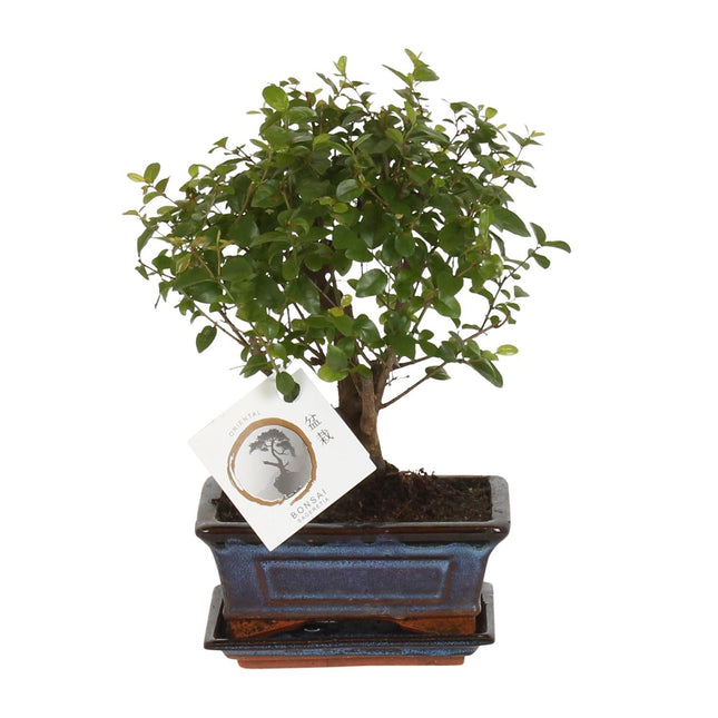 Bonsai Bol  Ø15cm - ↑ 30cm