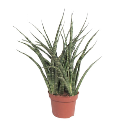 Sansevieria 'Fernwood Punk' (Vrouwentong) - Ø 12 cm - ↑ 35 cm