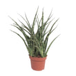 Sansevieria 'Fernwood Punk' (Vrouwentong) - Ø 12 cm - ↑ 35 cm