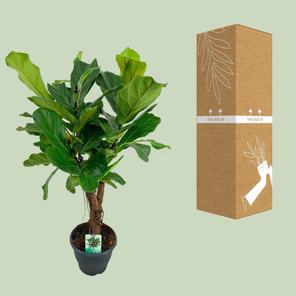 Ficus lyrata (Vioolbladplant) - Ø 26 cm - ↑ 100 cm