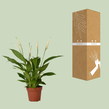 Spathiphyllum 'Bingo Cupido' (Lepelplant) - Ø 12 cm - ↑ 45 cm