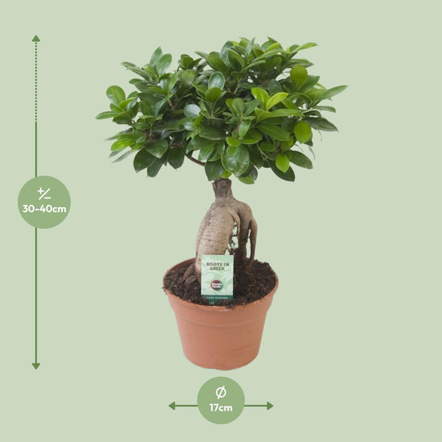 Ficus Ginseng (Bonsai) Ø 17cm - ↑ 40cm