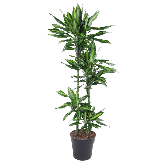 Dracaena Cintho (Drakenbloedboom) ↑ 150 cm