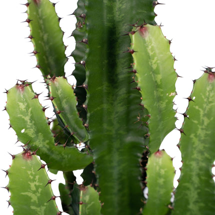 Euphorbia acrurensis (Cowboycactus) - Ø 24 cm - ↑ 60 cm