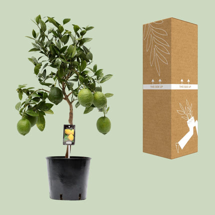 Citrus Lemon (Citroenboom) ↑ 80 cm