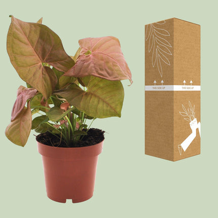 Syngonium 'Neon' (Aronskelkplant) - Ø 12 cm - ↑ 25 cm