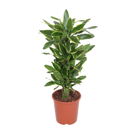 Dracaena golden coast (Drakenbloedboom) - Ø 27 cm - ↑ 110 cm