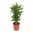 Dracaena golden coast (Drakenbloedboom) - Ø 27 cm - ↑ 110 cm