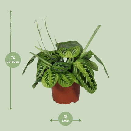 Maranta Leuconeura Fascinator Lemon Lime - Bidplant - Ø 12 cm - ↑ 30 cm
