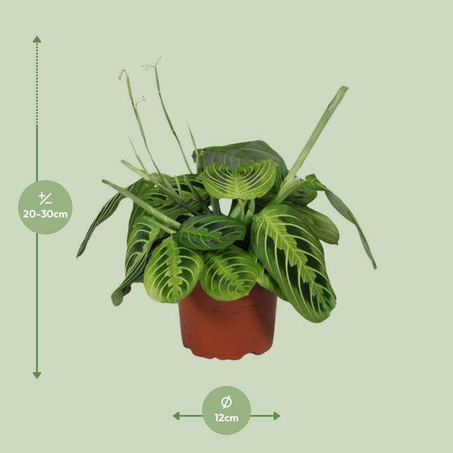 Maranta Leuconeura Fascinator Lemon Lime - Bidplant - Ø 12 cm - ↑ 30 cm