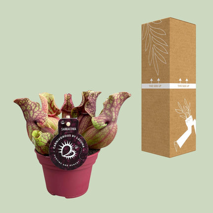 Sarracenia 'Venosa' (Vleesetende Plant) - Ø 12 cm - ↑ 20 cm