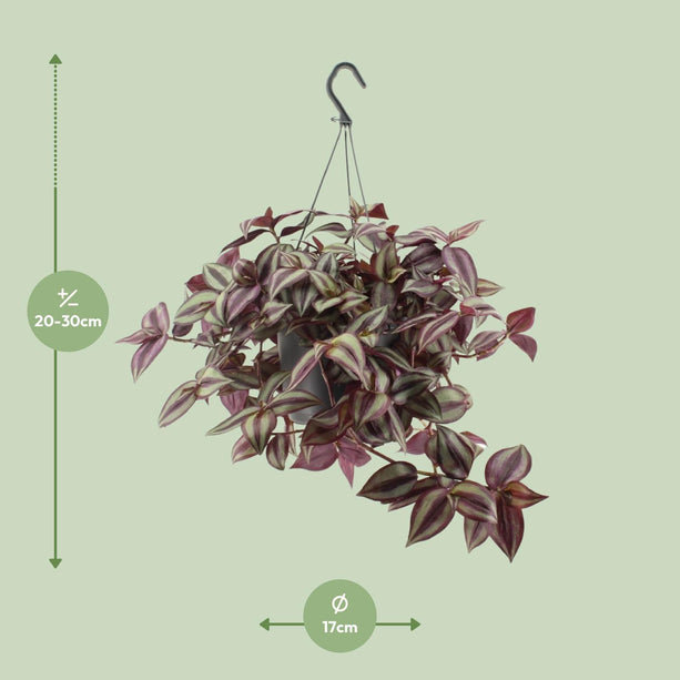 Tradescantia zebrina 'Violet' (Vaderplant) - Ø 17 cm - ↑ 25 cm