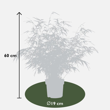 Fargesia rufa (Bamboe) - Ø 19 cm - ↑ 60 cm