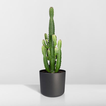Euphorbia acrurensis (Cowboycactus) - Ø 24 cm - ↑ 60 cm