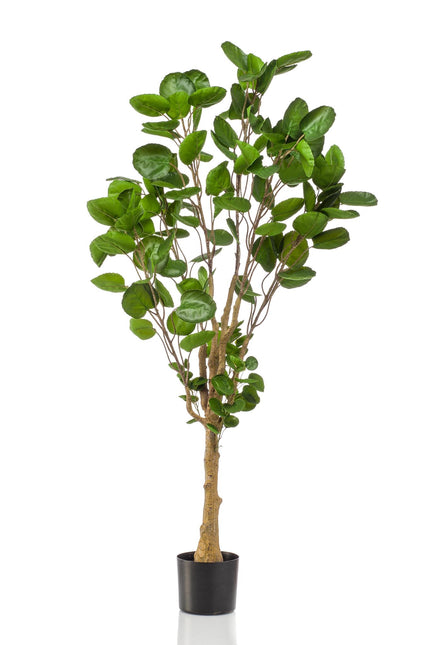 Kunstplant - Polyscias - Aralia - 150 cm