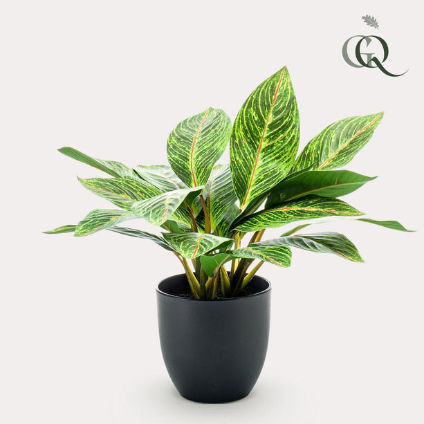 Kunstplant - Croton Codiaeum - Wonderstruik - ↑ 38 cm