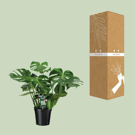Monstera Deliciosa - Gatenplant - Ø 21 cm - ↑ 65 cm