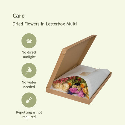 Droogbloemen in Briefdoos Multi - Multi