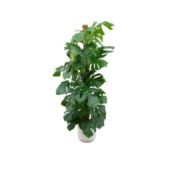 Combi deal - Monstera Pertusum XL (Gatenplant) + Elho Jazz Round wit ↑ 150 cm