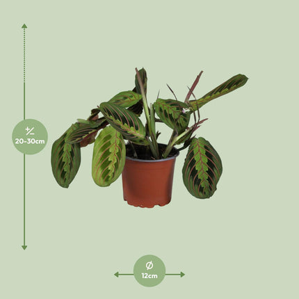 Maranta Leuconeura Fascinator - Bidplant - Ø 12 cm - ↑ 30 cm