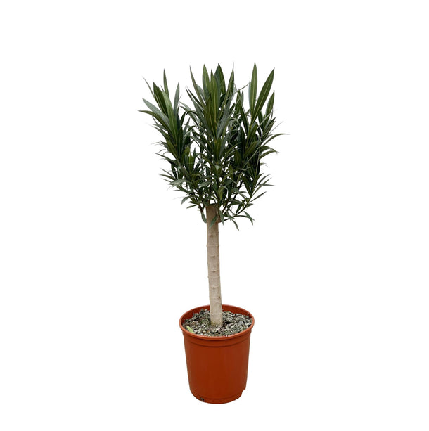 Nerium Oleander - Olijfboom op stam met roze bloem - Ø 22 cm - ↑ 110 cm