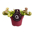 Sarracenia 'Psittacina' (Bekerplant) - Ø 12 cm - ↑ 13 cm
