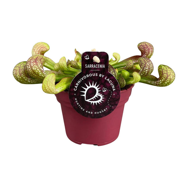 Sarracenia 'Psittacina' (Bekerplant) - Ø 12 cm - ↑ 13 cm