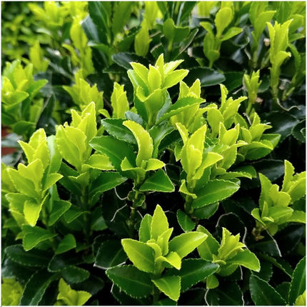 1 Meter Groene Haagplant - Euonymus japonicus 'Green Spire' - Set van 6 Winterharde Haagplanten - Groenblijvende Haag - Vers van de Kwekerij Geleverd