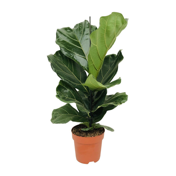 Ficus lyrata (Vioolbladplant) - Ø 17 cm - ↑ 75 cm