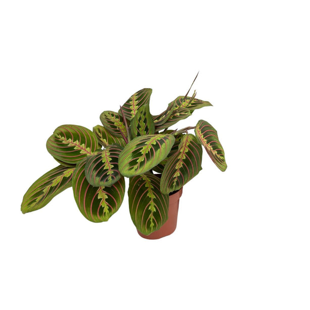 Maranta Fascinator - Pijlwortel - Ø 12 cm - ↑ 20 cm