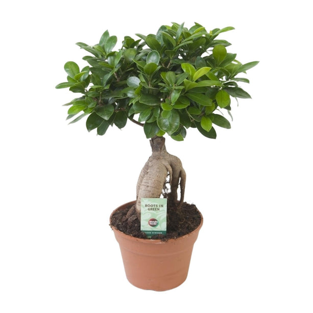 Ficus Ginseng (Bonsai) Ø 17cm - ↑ 40cm