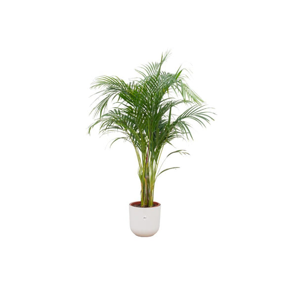 Combi deal - Areca palm (Goudpalm) + Elho Jazz Round - Ø 26 cm - ↑ 140 cm