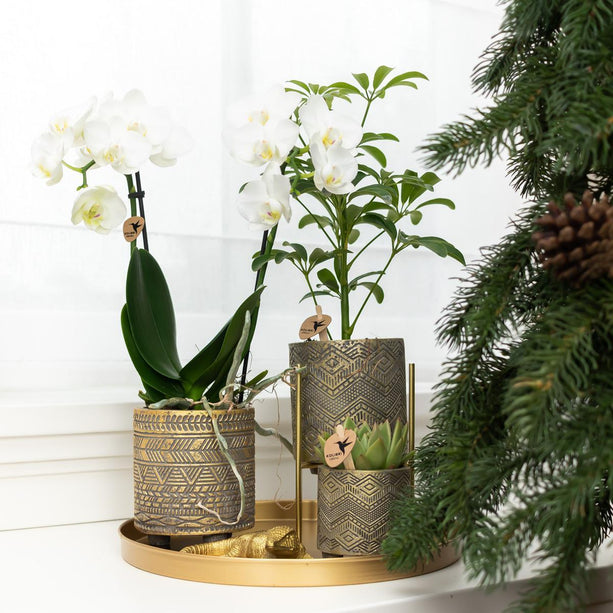 Kolibri Home | Plantenstandaard - Gouden metalen planten verhoging - Ø 12 cm