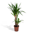 Yucca elephantipes (Palmlelie) - Ø 17 cm - ↑ 85 cm