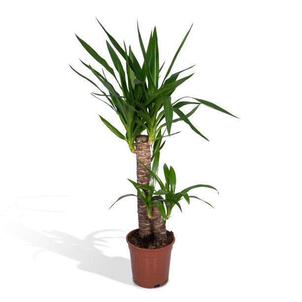 Yucca elephantipes (Palmlelie) - Ø 17 cm - ↑ 85 cm